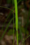 Roan Mountain sedge